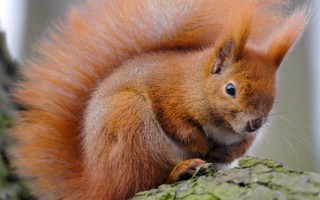 松鼠尾巴断了还能不能长，断了不能重新长出来