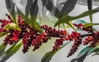 杨梅疏花疏果技术,短截结果枝疏花法最常用