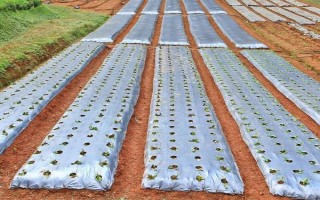 先进的农用薄膜有哪些，有轻薄型薄膜、多用途薄膜等