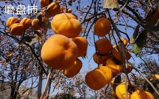 农村种什么东西有高收益,车厘子、香椿、藜麦等作物值得考虑