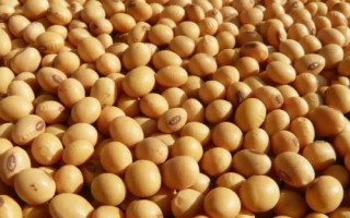 山宁24大豆品种的特性,5月中旬至6月中旬播种