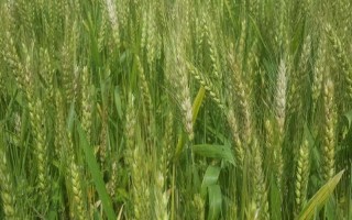 山农26小麦种子特点，播种前施足底肥