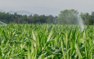 玉米浇水的最佳时间，播种期、拔节期的需水量都比较大