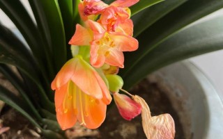 如何判断君子兰是否缺肥，缺磷时会出现花色暗淡、开花不良等情况