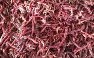 黑蚯蚓和红蚯蚓哪个钓鱼好