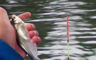 红虫钓鱼如何正确调漂，常用以下4种方式