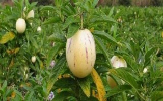 四川省江油市的特产，江油附子是著名特产之一