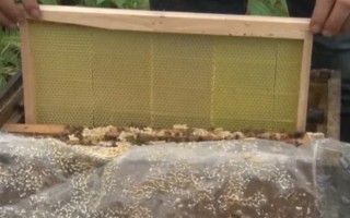 让蜂群多造新脾的方法，奖励饲喂可以激励工蜂泌蜡造脾