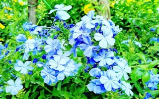 蓝雪花的形态特征，一般高约20-30厘米