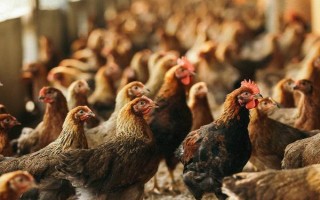 养鸡需要办什么证,要办理动物防疫条件合格证和工商营业执照