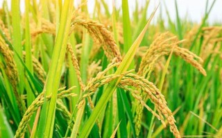 益禾16号水稻种子特点,重点加强稻瘟病等病虫害的防治