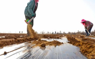 玉米示范基地强化措施,应在出苗后及时查看是否缺苗