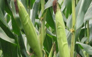 金爆59玉米种子简介，夏播生育期103天