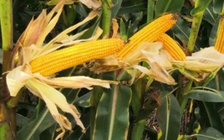 龙育893玉米品种的特性，选择中等以上肥力地块