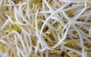 霜降过后可以在阳台上种什么蔬菜，可种植白菜、胡萝卜、大蒜等品种