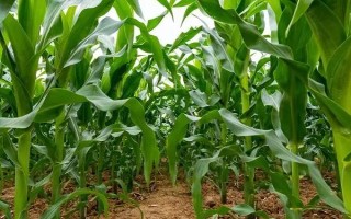 众单2号玉米品种的特性，普通玉米品种