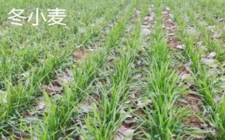 冬小麦和春小麦的区别，生长习性和播种时间均不同