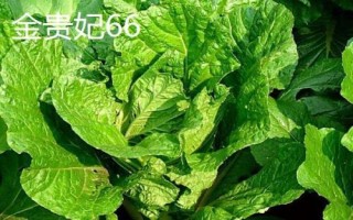 白菜亩产多少,生长周期为55天左右