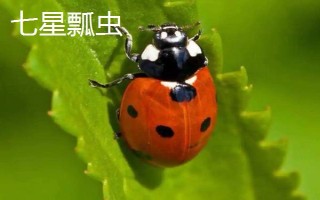 瓢虫益虫和害虫分类,害虫有二十八星瓢虫、波氏裂臀瓢虫等