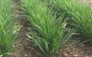 韭菜叶子有白点是什么，可能是韭菜灰霉病导致的