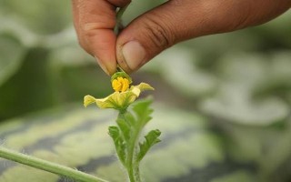 西瓜开花期施哪种肥料,追施磷钾肥可促进花芽分化