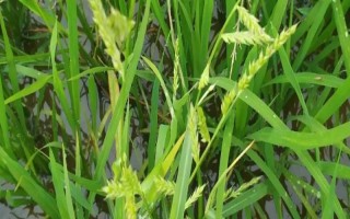 稗草和禾苗的区别，叶片形状不同