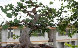 三角枫的修剪技术，及时剪掉辅养枝