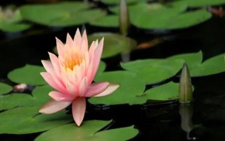 睡莲和荷花的区别是什么，叶子、花朵和属性均不同