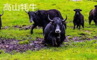 耗牛有哪些品种，包括白牦牛、九龙牦牛、高山牦牛等种类