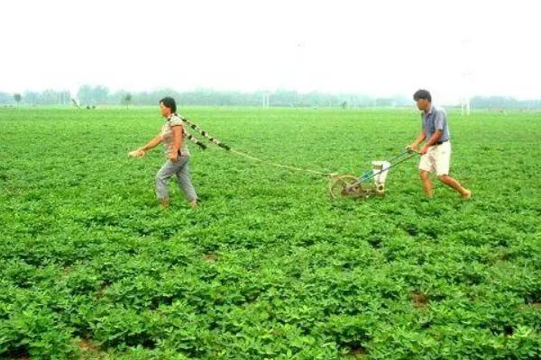 提高花生产量的方法，需轮作换茬、巧施肥料等