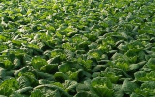 大白菜的病害防治技术，不同病害的防治方法不同