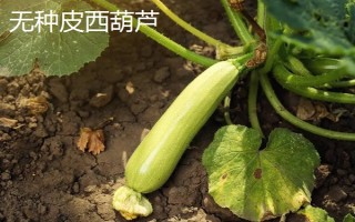 西葫芦的其它名称，具有美洲南瓜、小瓜等叫法