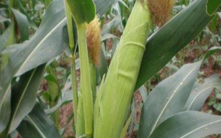 蠡玉39玉米品种的特性,以防治地下害虫的危害