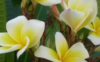鸡蛋花黄叶的原因,可能是光照不当或温度不当等