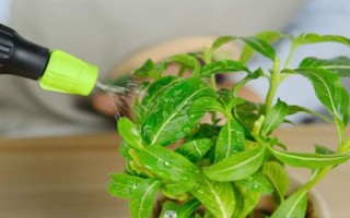 为什么铃兰不开花，可能是花土过湿或阳光不足所致