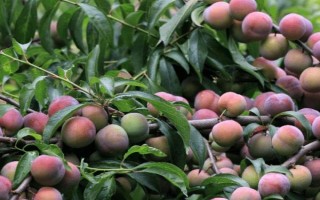 怎么给李子树剪枝，幼苗期需要进行摘心处理