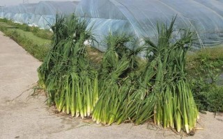 茭白冬天能种植吗，冬天是可以种植的