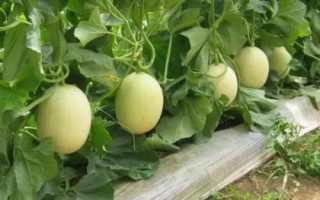 甜瓜化瓜的原因，温湿度不稳定或管理不当都会导致