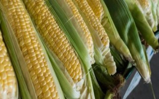 隆粟727玉米种子简介，夏播生育期106天