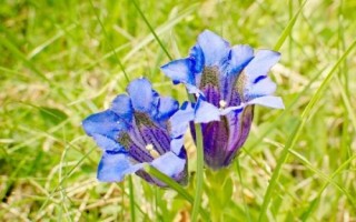 滇龙胆草种子的价格，有些地区每斤可达150元