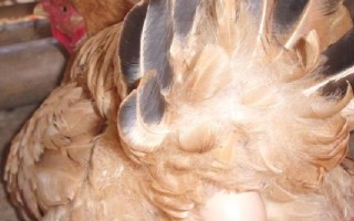 鸡下蛋后为什么要叫，是为了表达兴奋、高兴的情绪