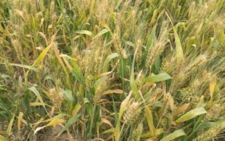 丰皇619小麦品种简介,每亩适宜基本苗18~20万