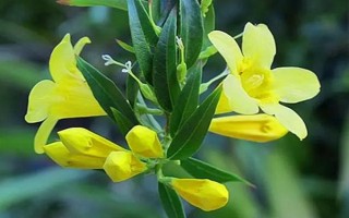 金钩吻的花期在几月，花期在9-10月份