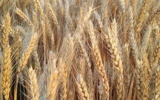 宝景麦188小麦种简介，适宜播种期10月上中旬