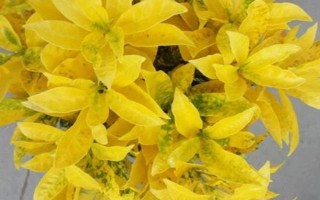 怎么养殖洒金木，每天要晒光6-8小时