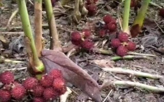 砂仁如何繁殖，可种子繁殖和分株繁殖