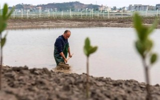 海瓜子怎么养殖，排干水塘再将种苗均匀撒在塘面上