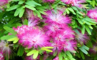 合欢花的产地，原产地为我国长江、黄河及珠江流域