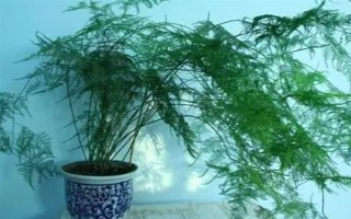 文竹长长藤的寓意，寓意着永恒