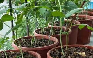 无架豆角的栽培技术，生长到30厘米左右高时要摘心